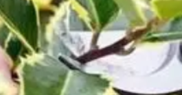 街道綠化養護的管理標準是什么呢？