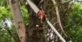 廣州樹木修剪時一定不能掉以輕心