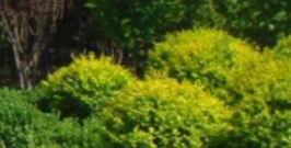 園林設計何以引人入勝呢?怎么能稱其為景觀呢?